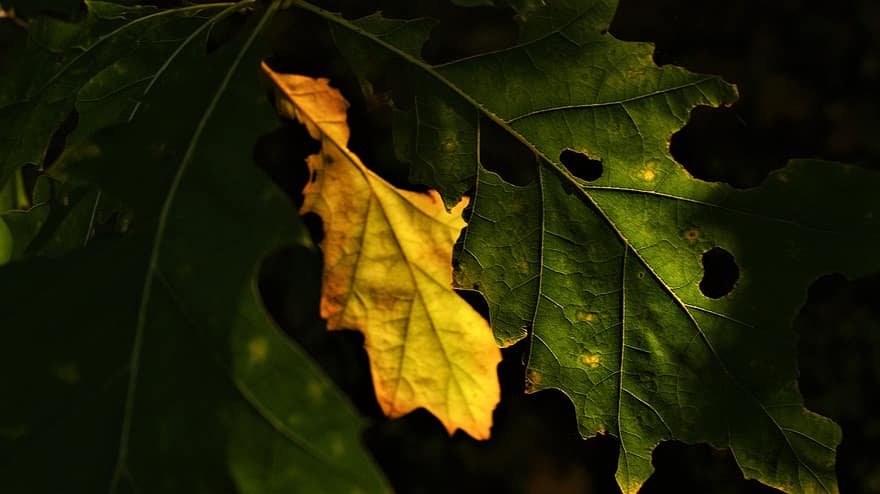 дубовые листья, Осенние листья, сумерки, мистический, лес