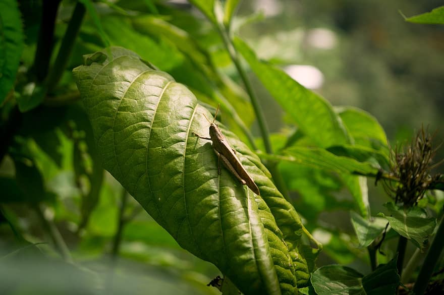 insectă, lăcustă, verde, mantodea, natură, animal, entomologie, a închide, frunze