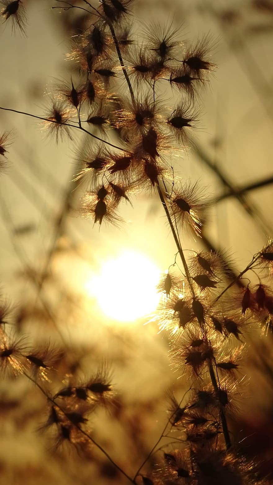 matahari terbenam, padang rumput, bunga liar, Kuba, bidang