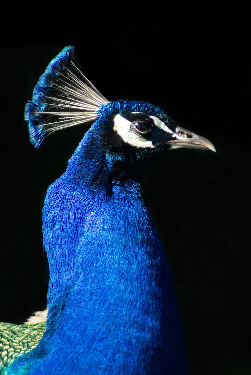 Peacock, Nature, Bird, Animal, Pattern, Plumage, Bill, Iridescent, Portrait, Head