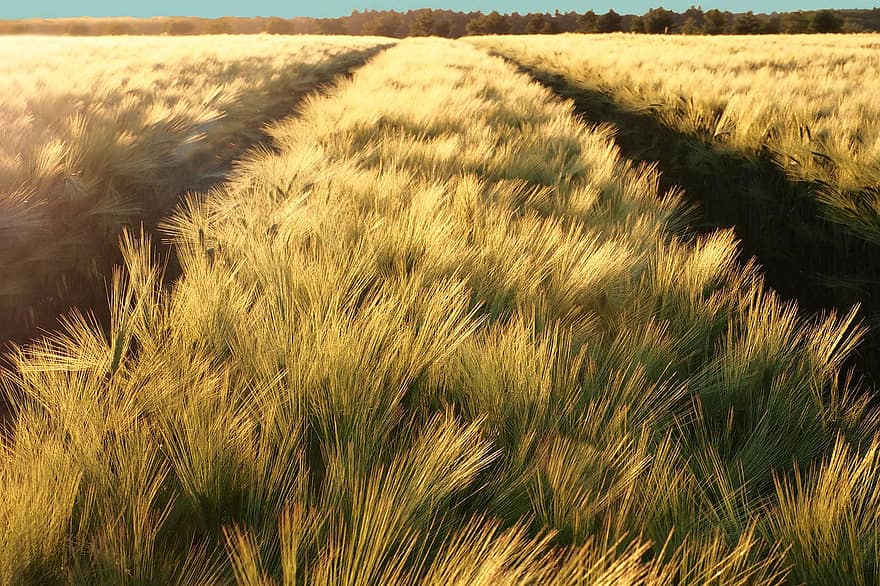 pemandangan, ladang gandum, gandum, pertanian yang subur, musim panas, pertanian