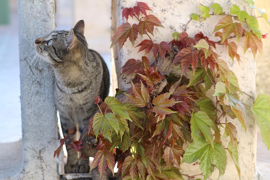 kucing, membelai, pokok anggur, hewan, anak kucing, licik, mamalia, Daun-daun, musim gugur, daun, hewan peliharaan