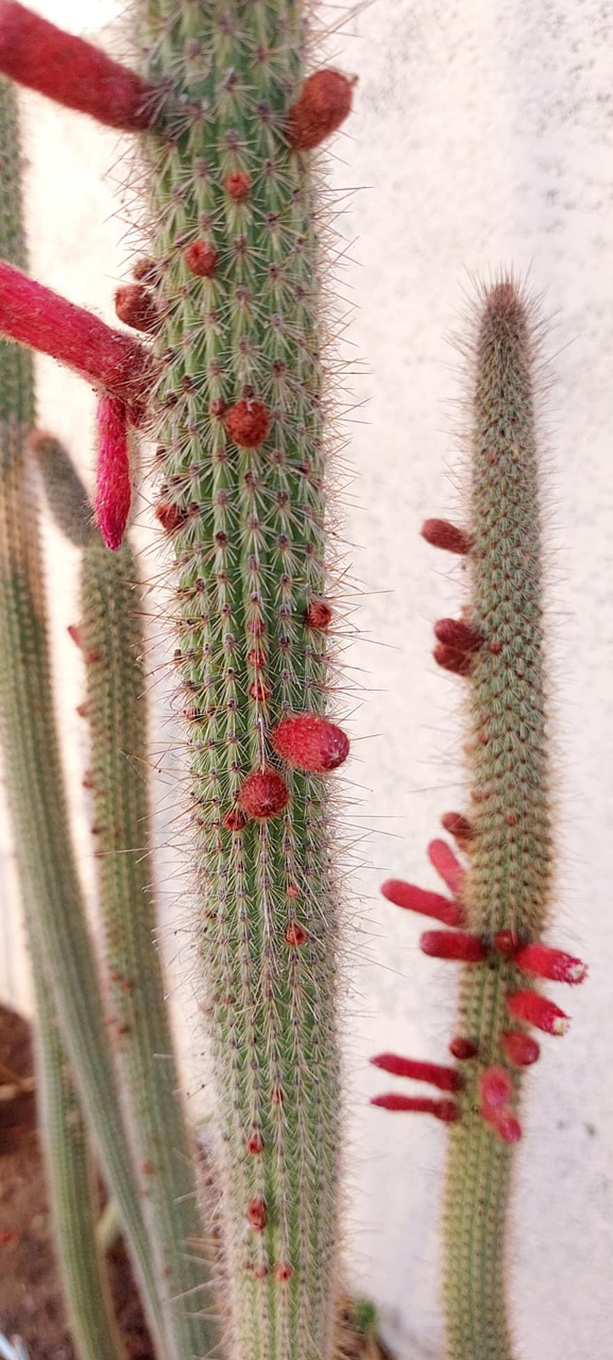 カクタス、自然、植物学、庭園、パーク、成長