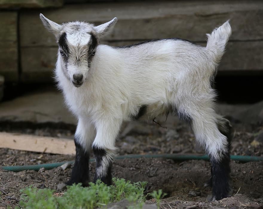 Goat, Kid, Mammal, Domestic Animal, Newborn