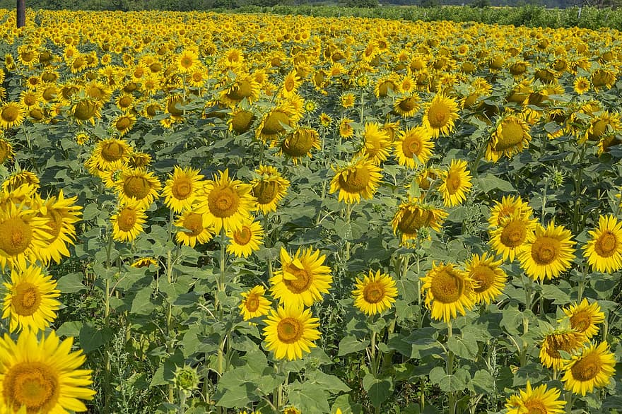 bunga matahari, bidang bunga matahari, pertanian bunga matahari, bunga kuning, mekar, berkembang, alam