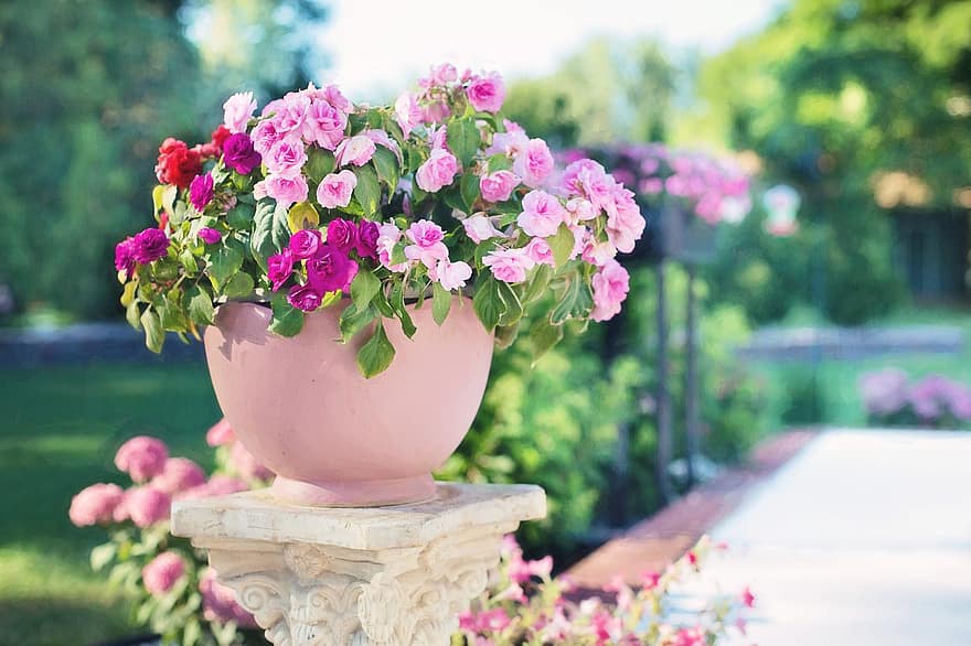 ziedi, rozā, dārzs, vasarā, raksturs, rozes, krāsains