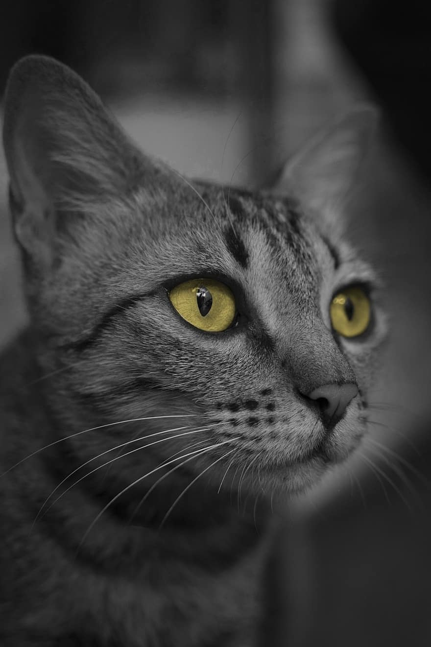 кошачьи глаза, кошка, животный портрет, Китти, кошачий, животное, глаза, котенок, черное и белое