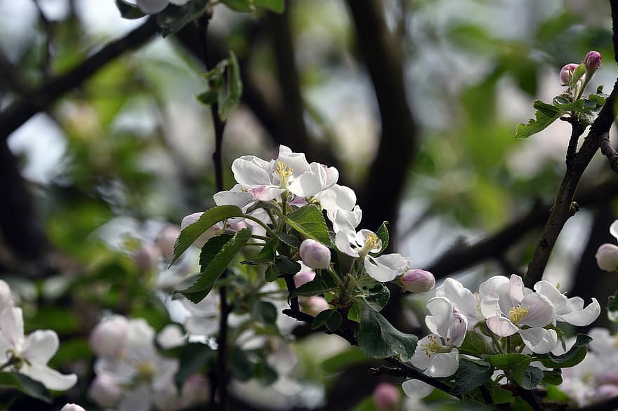 bocciolo di mela, Mela, fioritura, fioriture, natura, primavera, fiore, albero, ramo, avvicinamento, foglia