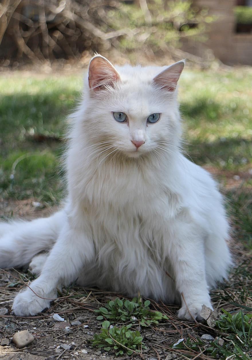 ネコ、白い猫、裏庭、猫科、動物、ペット、可愛い、飼い猫、家畜、子猫、見ている