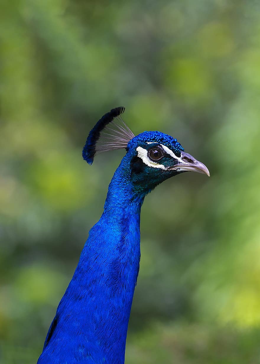 paó, cap, peafowl, ocell, exòtic, ocell blau, cap de paó, retrat, av, aviària, ornitologia