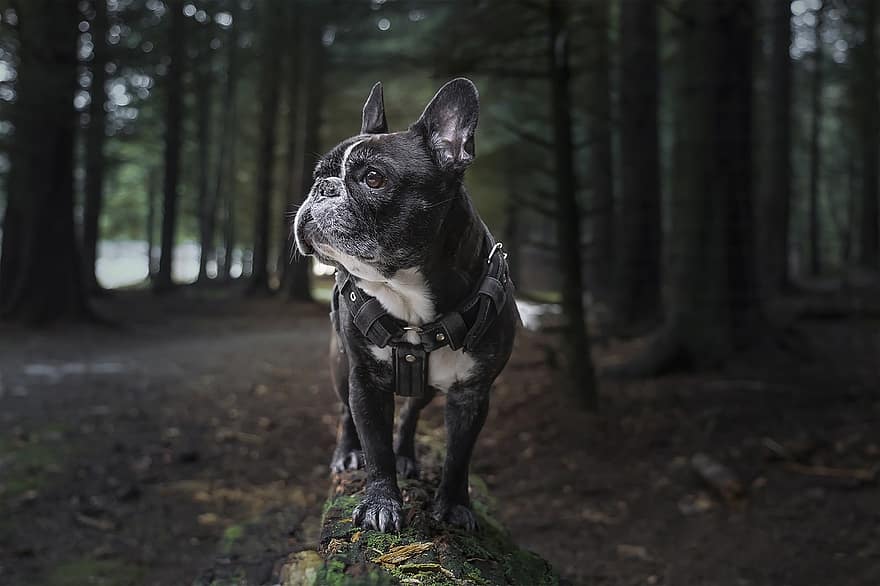 Französische Bulldogge, frenchie, Wald, Natur, Hund, Landschaft, Bäume, Hunderasse, Haustier, Hundegeschirr, Eckzahn