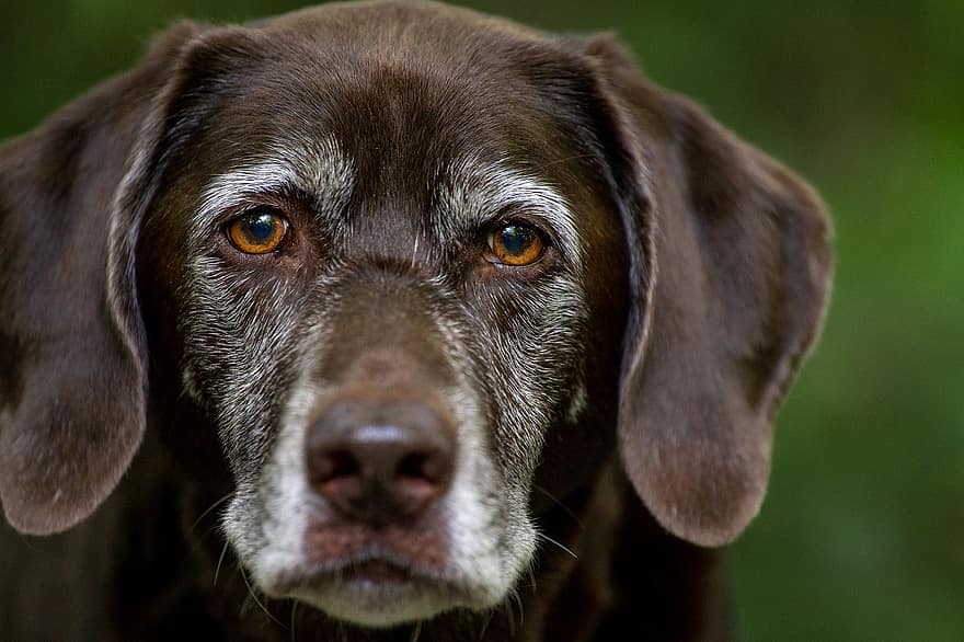 Labrador Retriever, Dog, Head, Puppy, Chocolate Labrador, Labrador, Purebred, Pet, Animal, Domestic Dog, Canine
