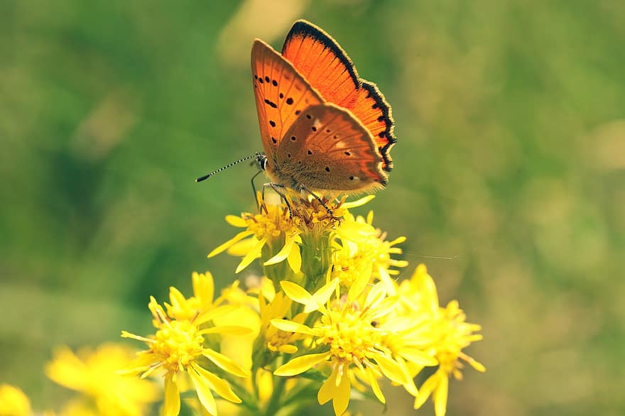 метелик, комаха, крила, помаранчевий, природи, літо, квітка