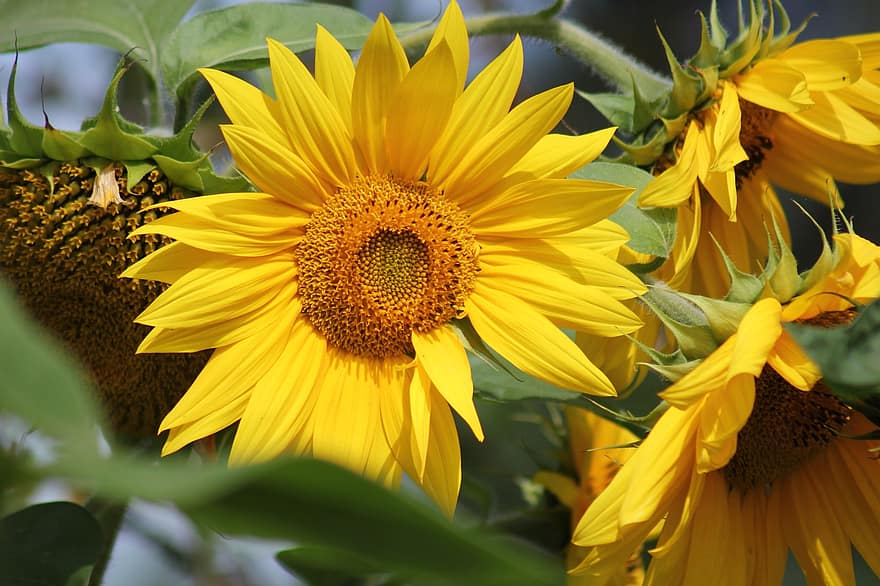 слънчогледи, цветя, градина, жълти цветя, листенца, жълти венчелистчета, цвят, разцвет, флора, растения