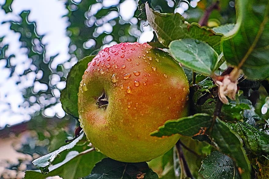 Pomme, fruit, pommes, aliments, rouge, en bonne santé, Frais, vitamines, la nature, jardin, mûr