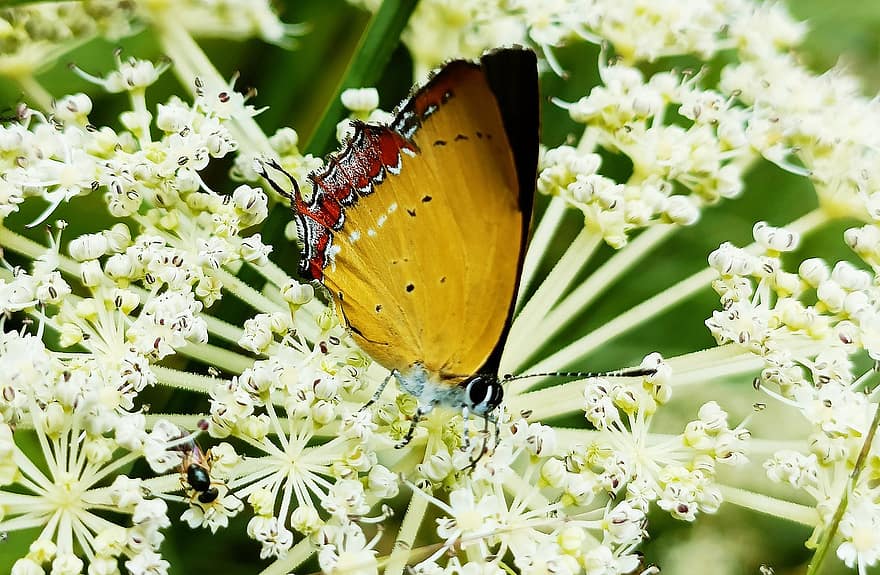 Paarse Saffiervlinder, bloemen, bestuiving, vlinder, insect, detailopname, Heliophorini, Heliophorus Epicles, natuur, bloem, groene kleur