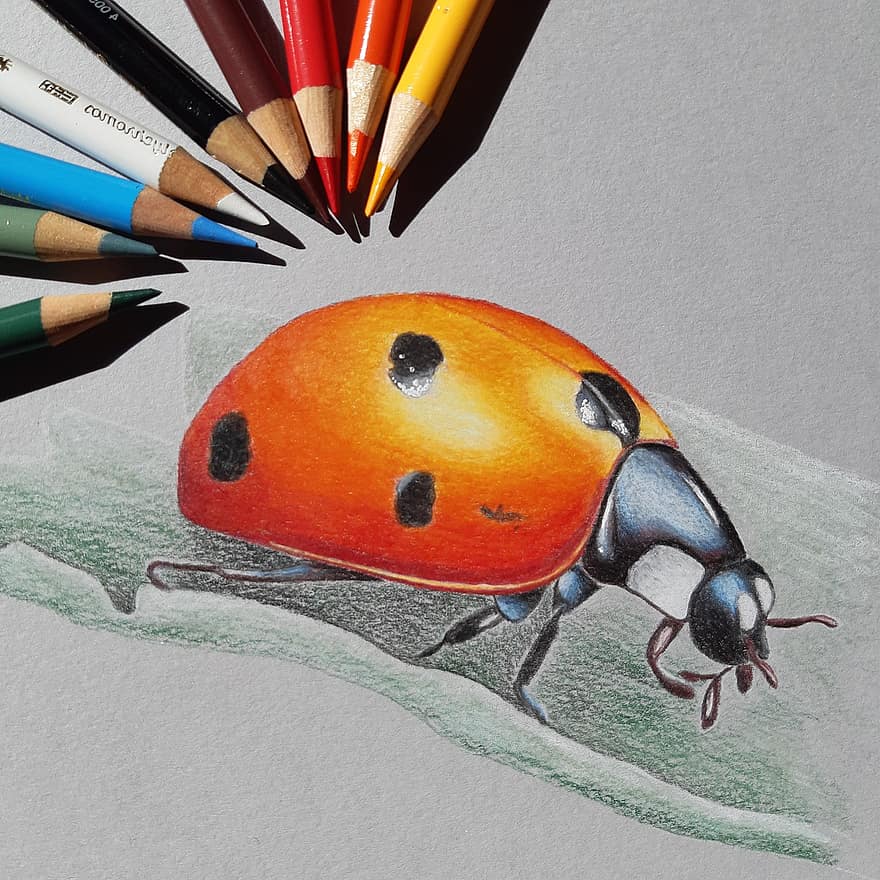 insect, kever, tekening, kunst, soorten, entomologie, lieveheersbeestje, detailopname, illustratie, creativiteit, multi gekleurd