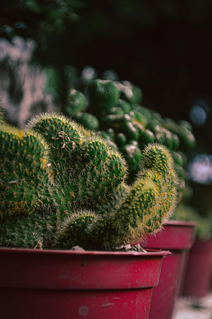 kaktus, Zielony, Natura