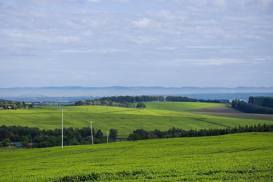 Tee Plantage, Kenia, Landwirtschaft, Natur, Bauernhof, Landschaft, ländlich