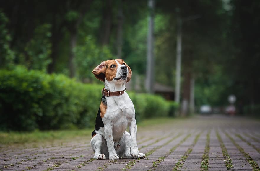 beagle, perro, parque, animal, mascota, linda, raza canina, canino, perrito, árbol genealógico, collar