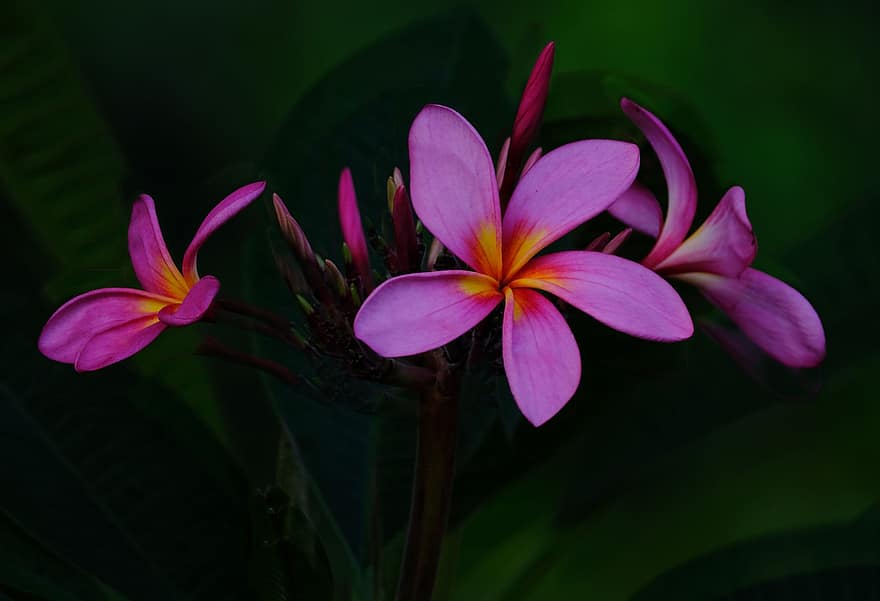 plumeria, λουλούδια, φυτό, frangipani, πέταλα, μπουμπούκια, ανθίζω, φύση, σκοτάδι