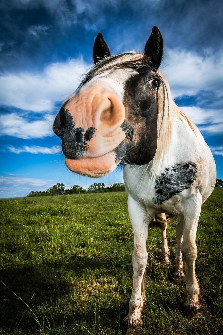 con ngựa, ngựa, thú vật, trong nước, động vật có vú, lỗ mũi, đầu ngựa, cánh đồng, nông trại, cỏ, cảnh nông thôn