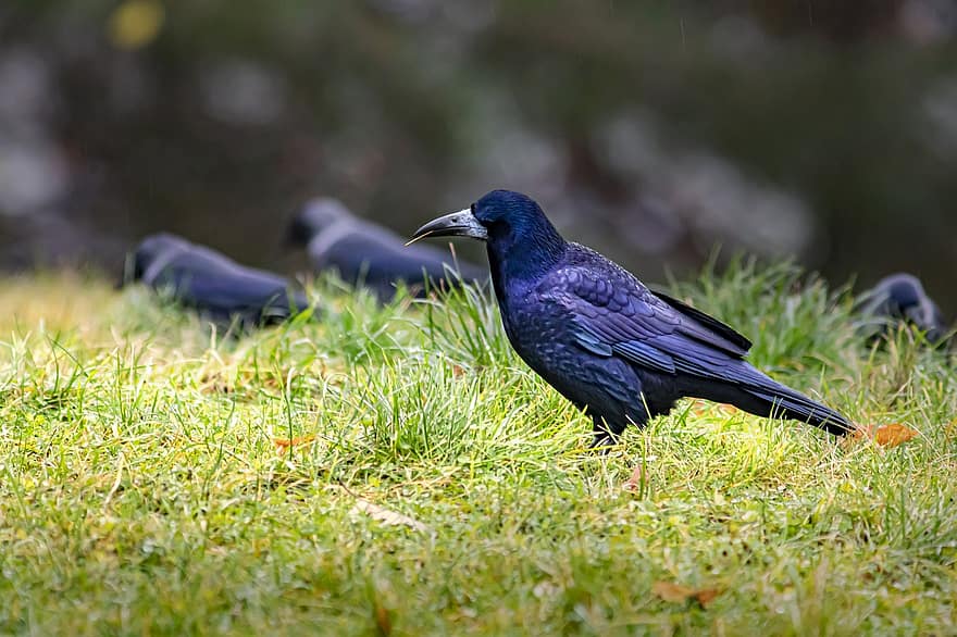 torre, corvus frugilegus, pájaro, cuervo, plumas negras, pájaro negro, plumaje, Cra, aviar, ornitología, observación de aves