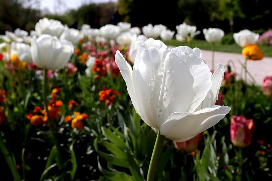 tulipan, blomst, vår, hvit blomst, bulbous plante, hage, natur, hagebruk, botanisk, anlegg, blomsterhodet