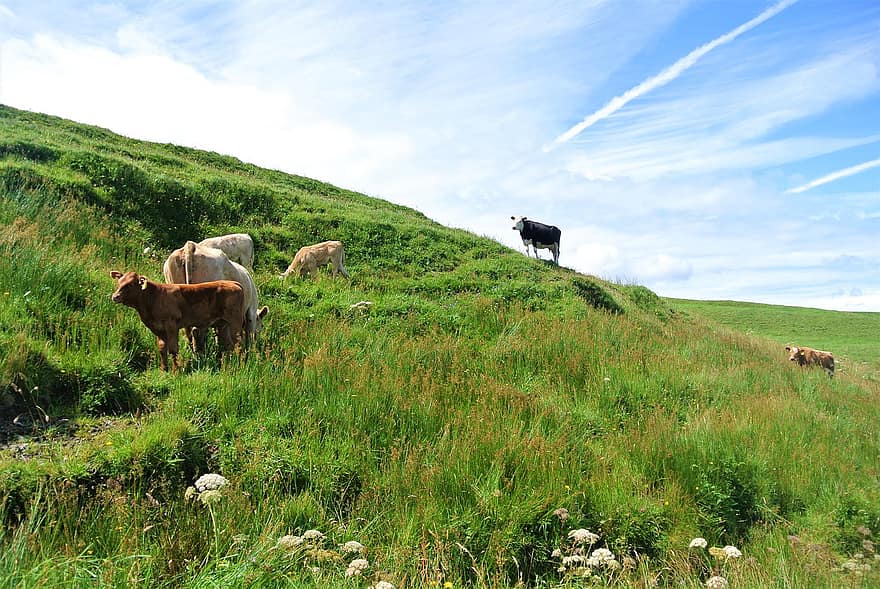 牛、牧草地、丘、動物たち、家畜、風景、草、放牧する、フィールド、範囲、田舎
