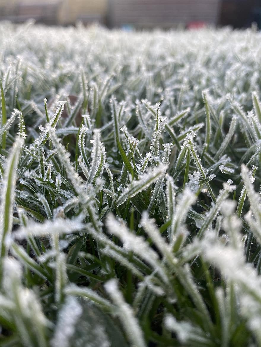 трева, поле, скреж, замръзнал, лед, зима, студ, сняг, ливада, пасище, природа