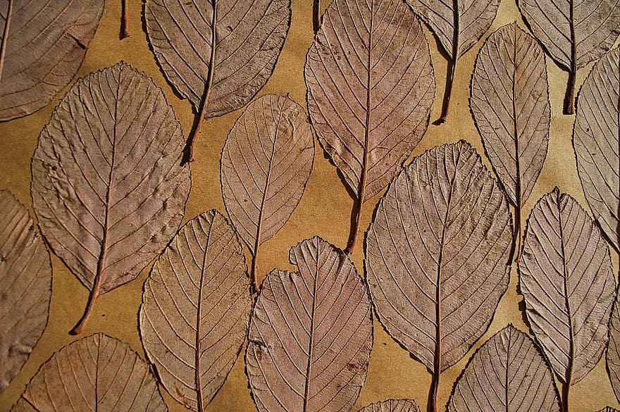 Leaves, Nature, Autumn, Season, Fall, Herbarium, Art, leaf, pattern, backgrounds, yellow