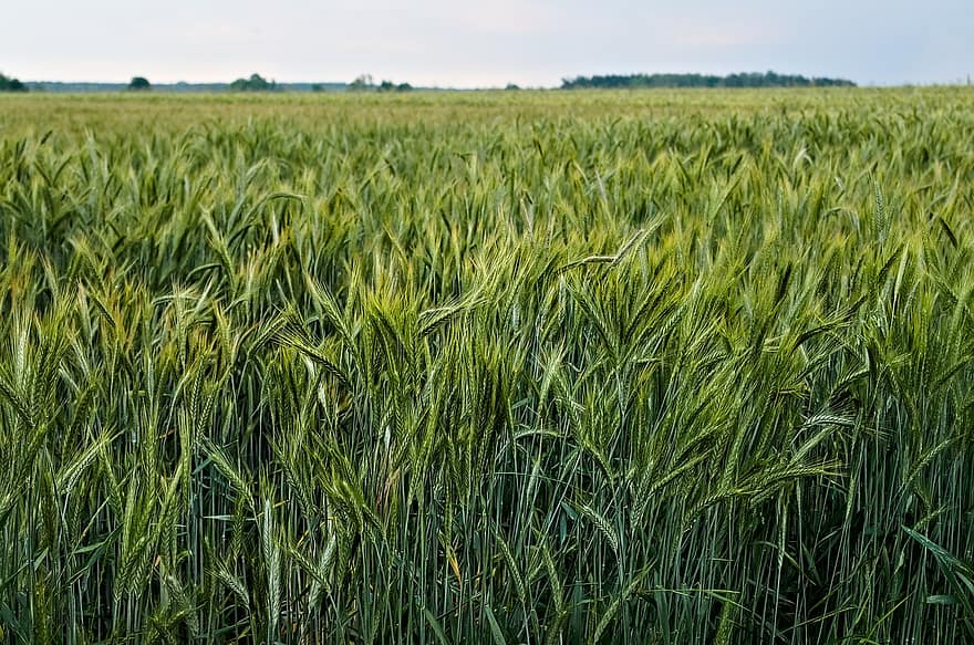 kukuřice, jaro, uši, zemědělství, pole, Příroda, vesnice, rostlin, nebe, ječmen, pšenice