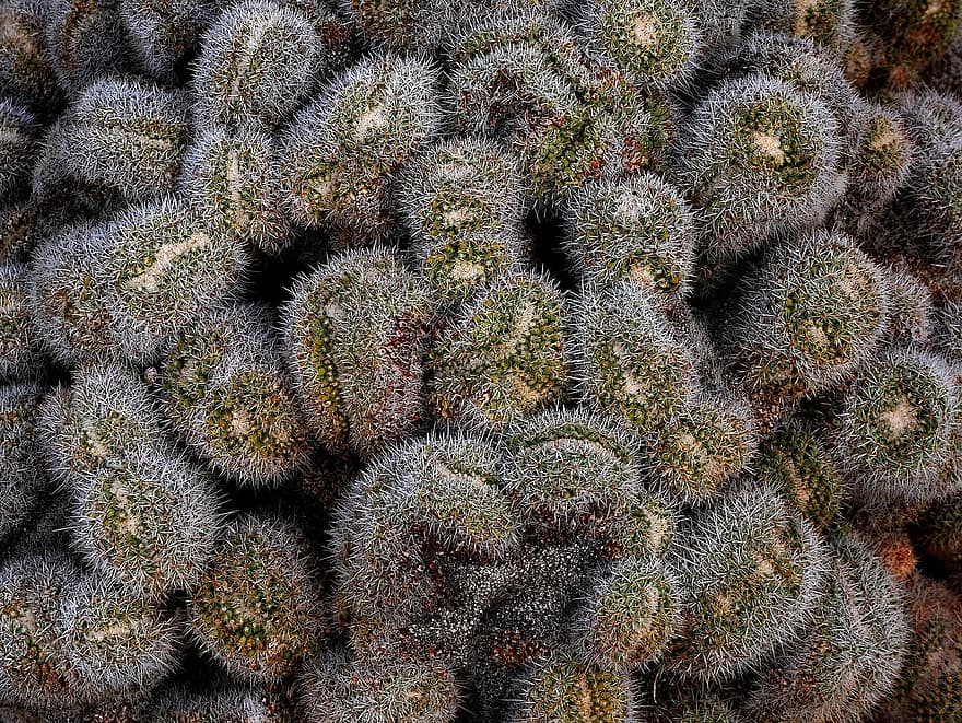 cactus, espina, flora, planta, naturalesa, botànica, creixement, primer pla, flor, cap gent, fons