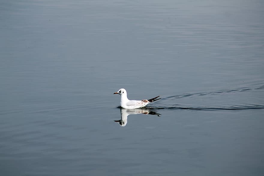 Seagull, Lake, Bird, Water Bird, Plumage, Feathers, Swim, Wading, Waters, Reflection, Water Reflection