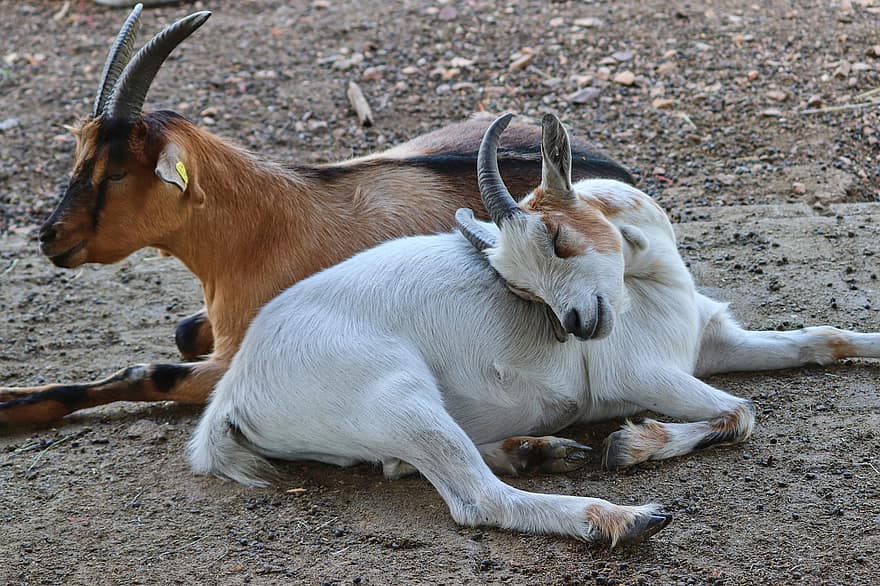 Animal, Goats, Mammal, Domestic Goats, Horns, Cattle, Species, Farm Yard, Fauna, horned, farm