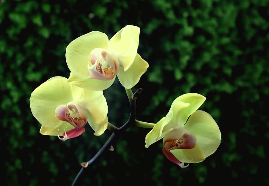 orquídeas, flores, phalaenopsis, pétalas, pétalas de orquídeas, flor, Flor, plantar, flora, natureza