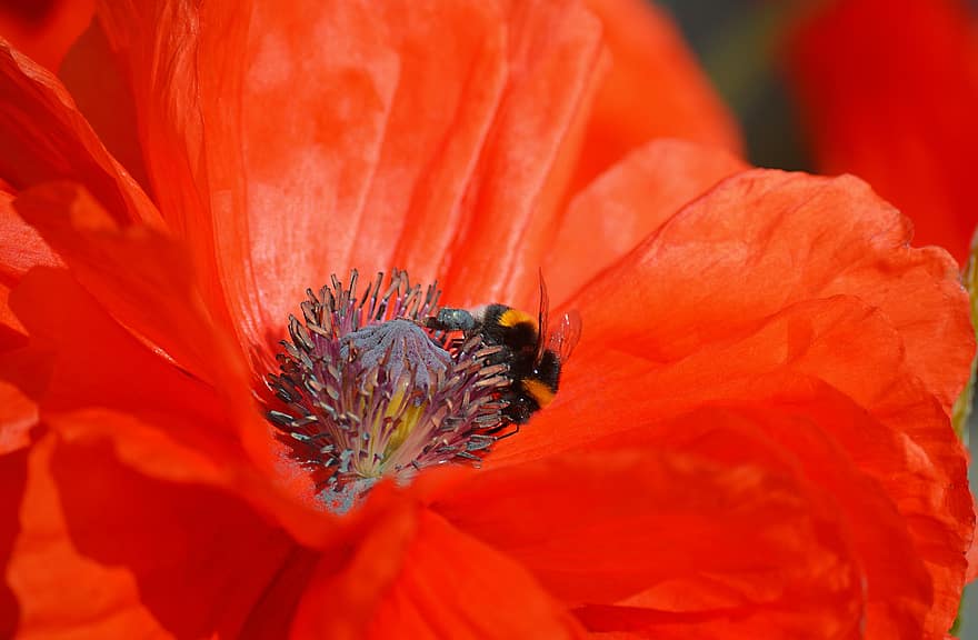 цвете, мак, земна пчела, насекомо, макро, цветен прашец, листенца, червени венчелистчета, цвят, разцвет, наблизо