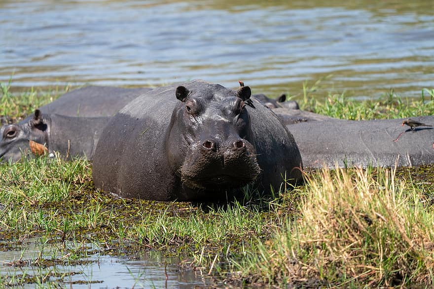 hippopotame, rivière, safari, animal, mammifère, animal sauvage, faune, région sauvage, le monde animal, la nature, parc national