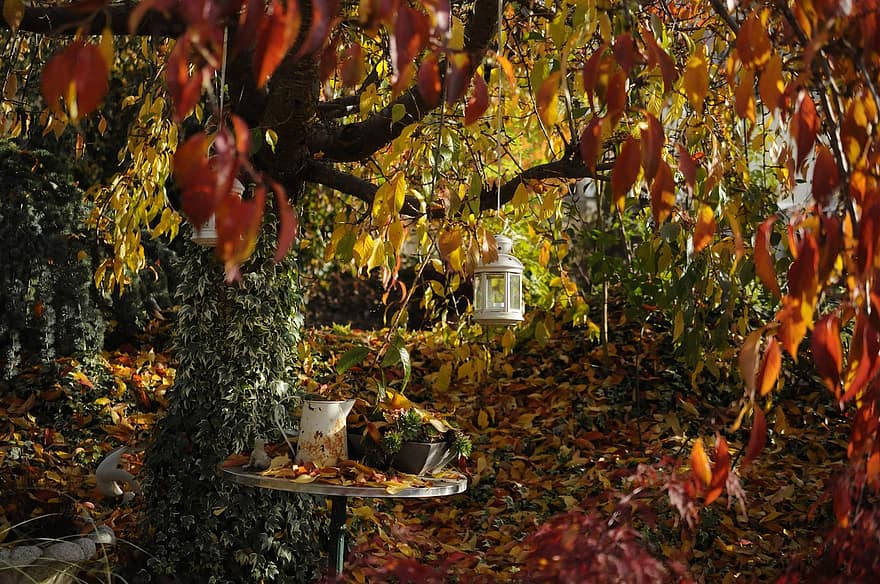 efterår, have, natur, blad, træ, gul, sæson, oktober, Skov, plante, multi farvet