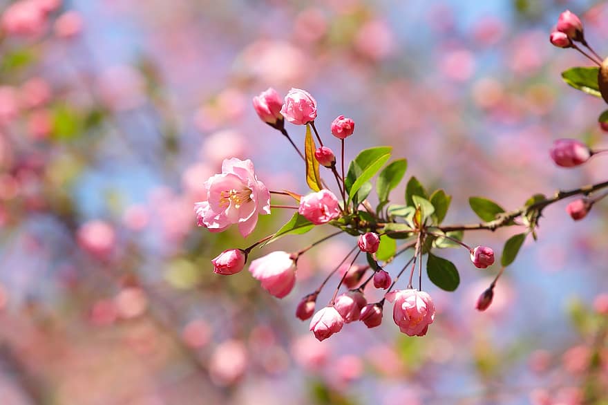 primavera, fiori, giardino, Fiore Arabesco, botanica, bocciolo di mela, fioritura, fiorire, natura, crescita, pianta