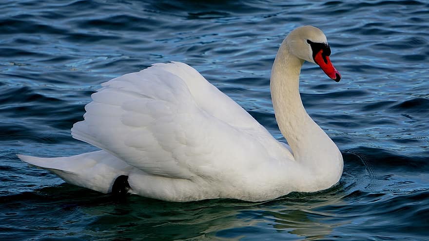 Swan, Bird, Lake, White Swan, Waterfowl, Water Bird, Aquatic Bird, Animal, Feathers, Plumage, Beak