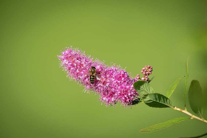 rožu spirea, zieds, bite, tuvplāns, kukaiņi, zaļā krāsa, augu, makro, vasarā, pavasarī, apputeksnēšana
