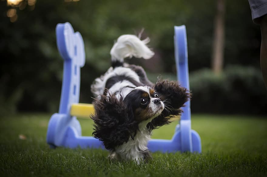 Dog, Cavalier, Play, Running, Pet, Animal, Domestic, Canine, Cute, Field, pets