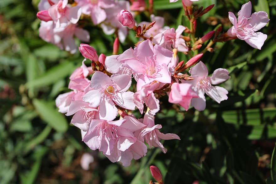 Oleander, Nerium Oleander, Pink Flowers, Nature, Flowers, Flora, Botany, Garden, Botanical Garden, Shrub, plant