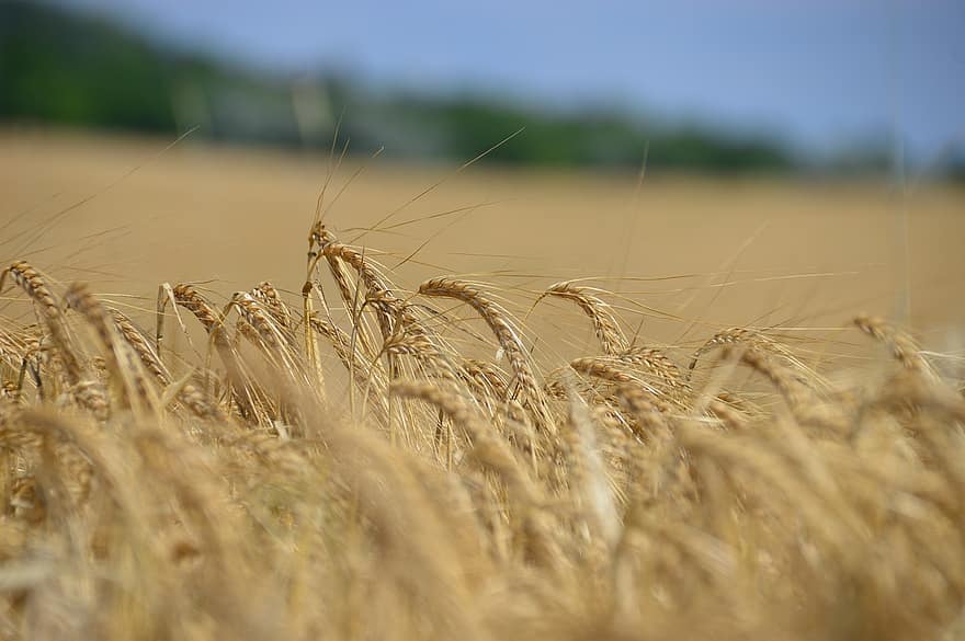 campo de trigo, papel pintado, naturaleza, sol, trigo, paisaje, imágenes, hermoso, calor, hermosa foto, natural