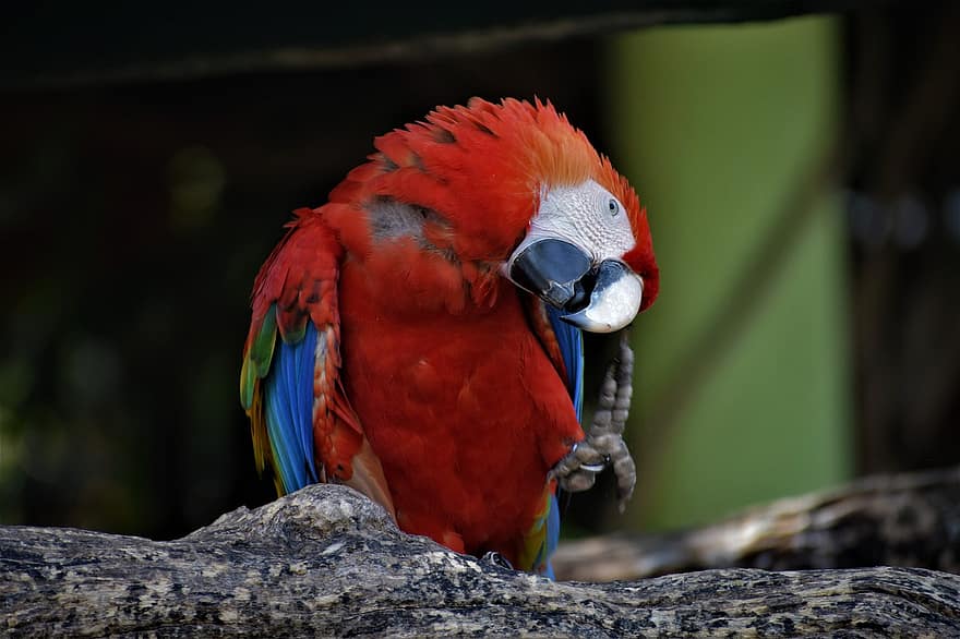 macaw, pasăre, animal, Macaw cu aripi verzi, papagal, animale sălbatice, exotic, pene, penaj, natură, grădină zoologică