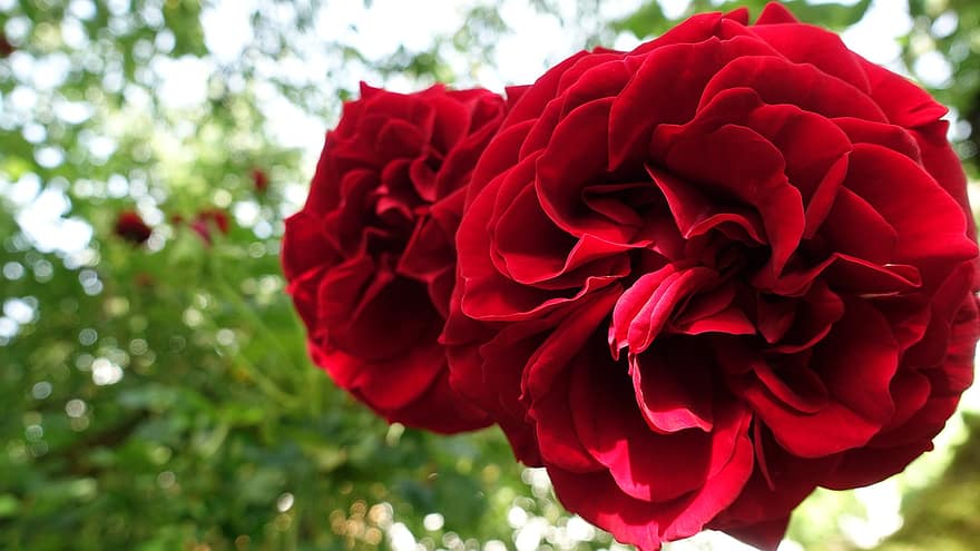 Rose, fiori, Rose rosse, fiori rossi, petali, petali di rosa, rosa fiorita, fiorire, fioritura, flora, natura