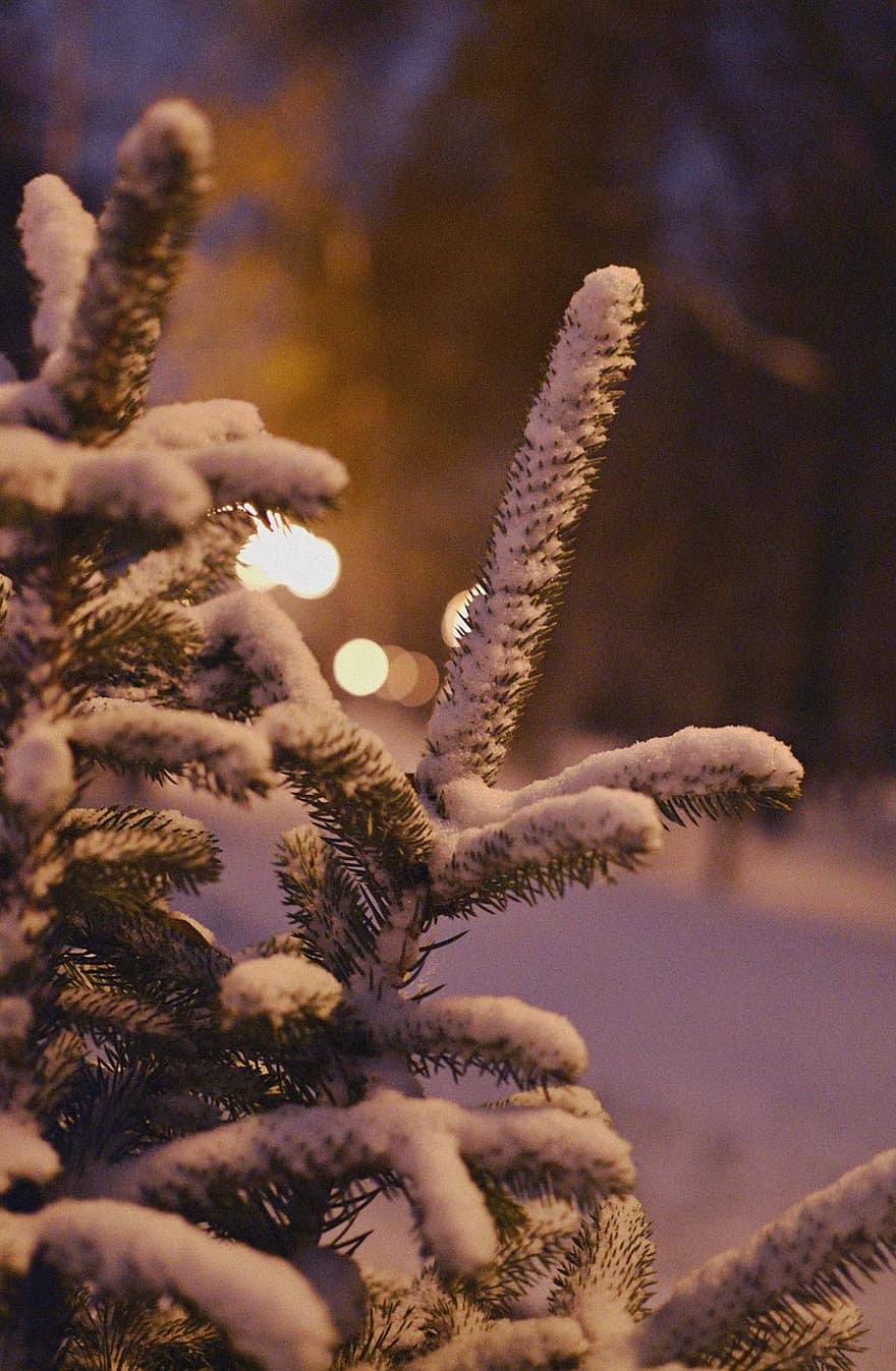 Kerstmis, sneeuw, boom, net