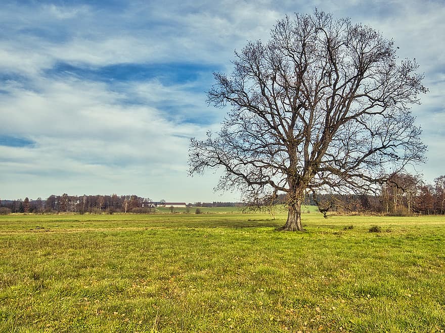 Tree, Field, Nature, Meadow, Fall, Autumn, Bare Tree, Branches, grass, rural scene, summer
