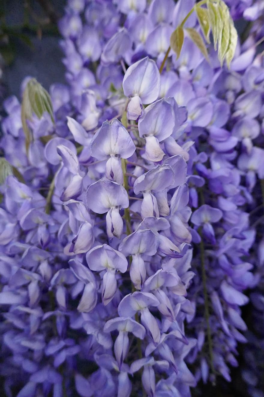 藤、フラワーズ、工場、紫色の花、花びら、咲く、花束、フローラ、春、自然、紫の